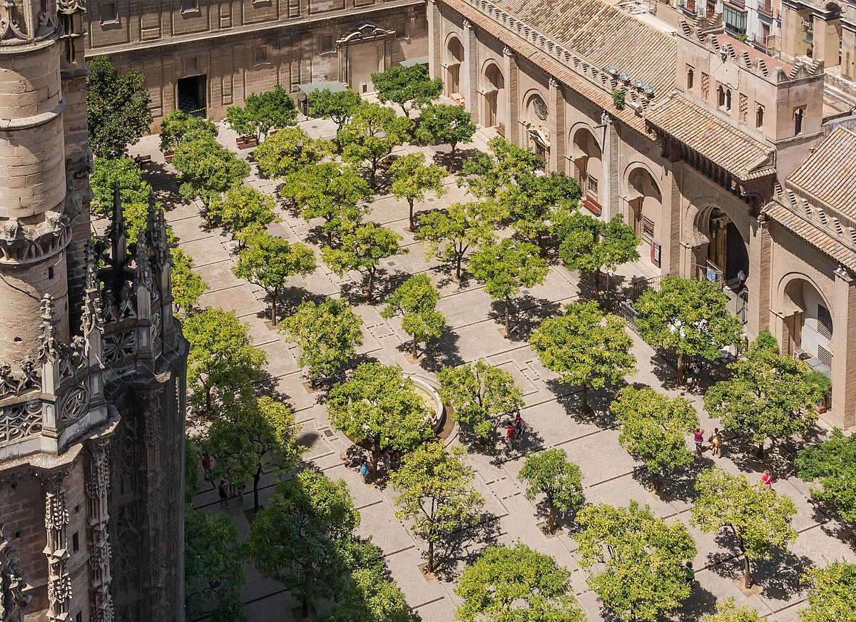 trees inside courtyard in Seville