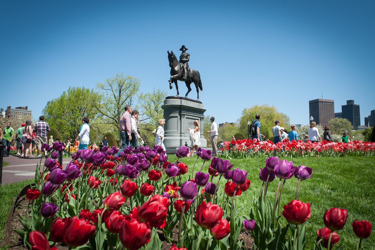 Red and purple tulips bend with the wind in front of a statue of George Washington
