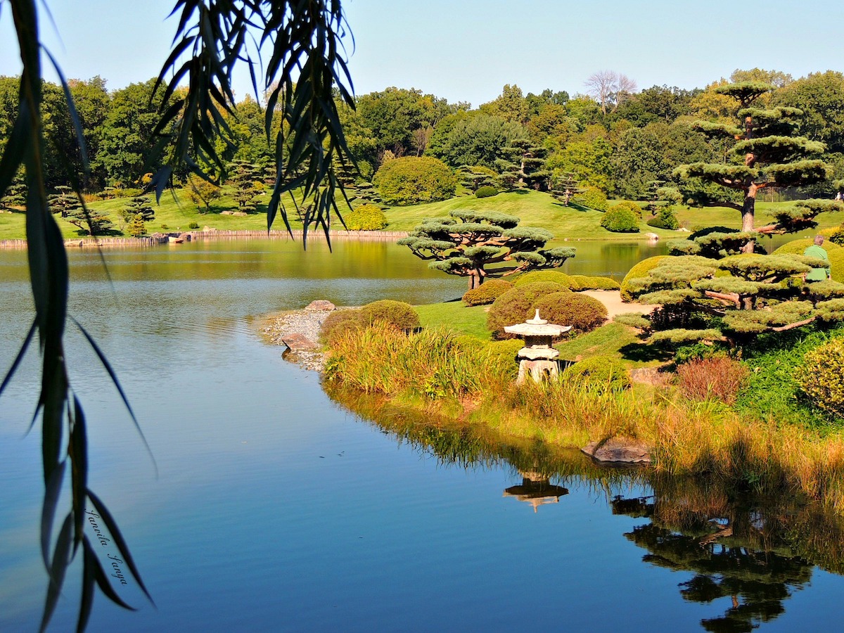 A view of a lake and green trees from behind leaves in the Japanese Garden