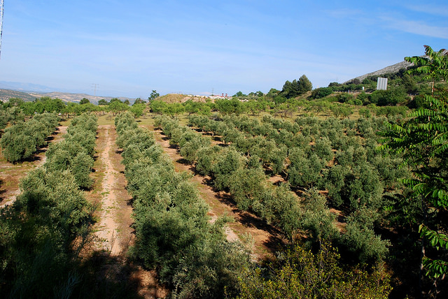 Lines of olive trees are a common sight in the Andalusian countryside, these huge groves are the center of Spanish olive oil production in the country