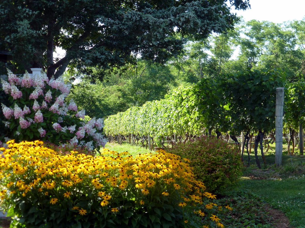 bushes of yellow and pink flowers in the shade of a tree with grape vines in the background