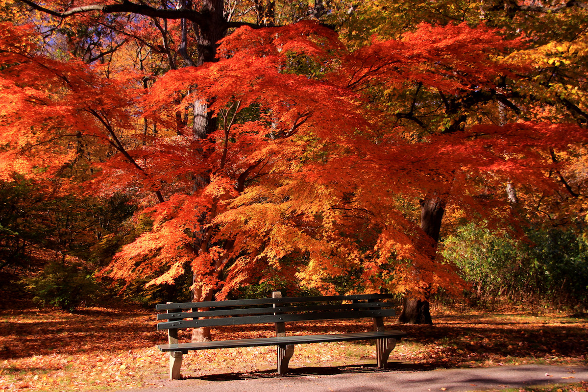 A park bench among vibrant red and orange trees in autum