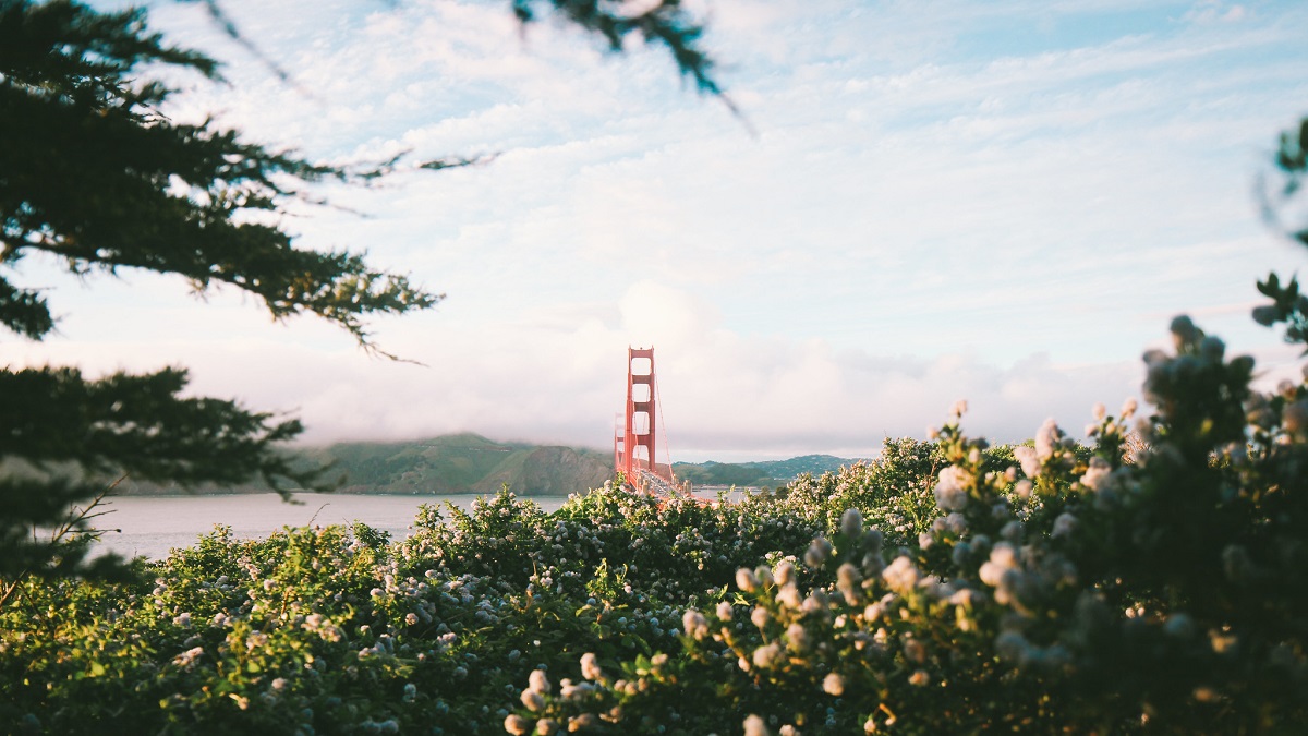 Golden Gate bridge as seen between trees and flowers with water in the distance on a beautiful day