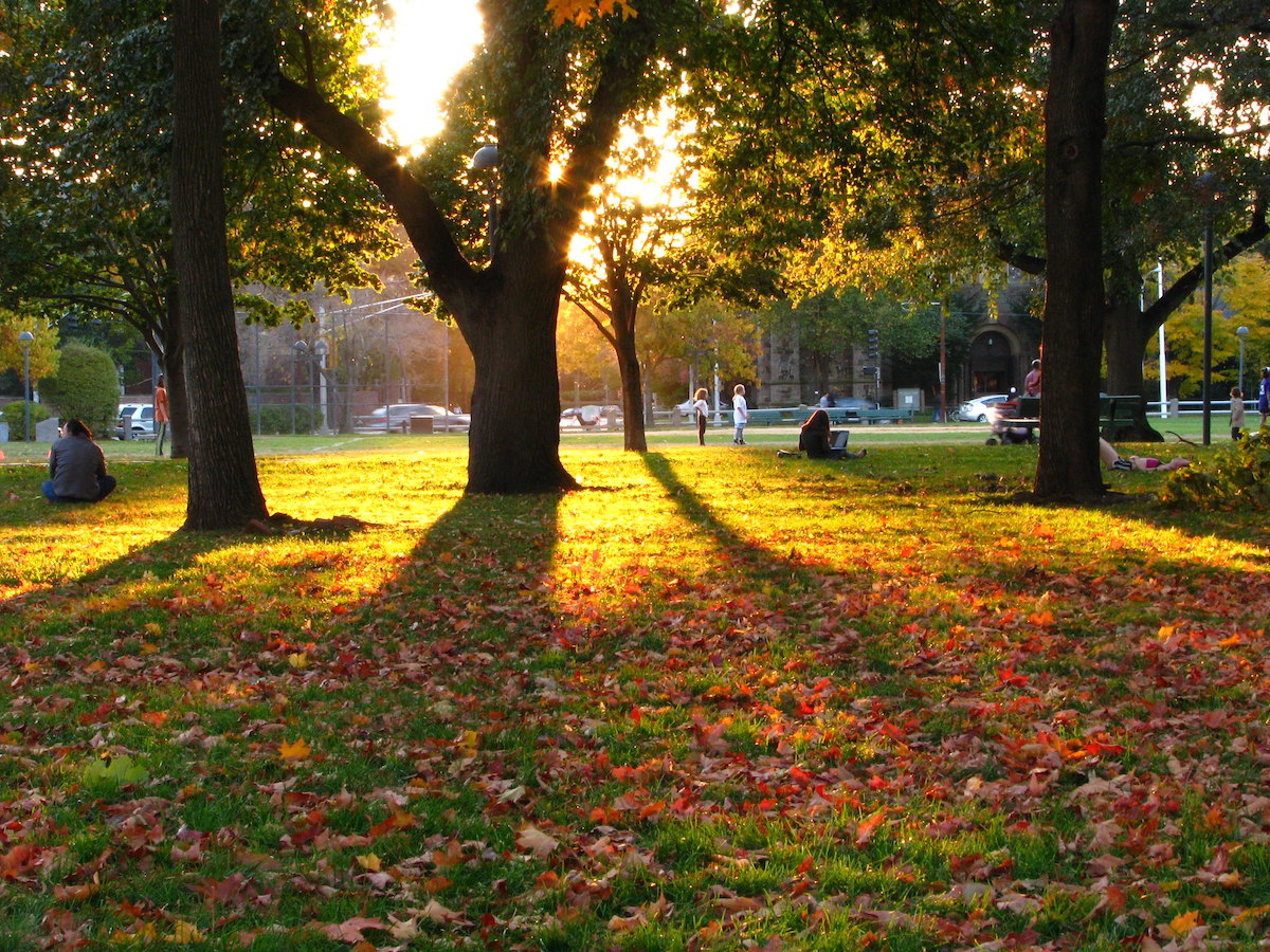 Golden sunlight casts shadows of trees over a green lawn covered in red leaves