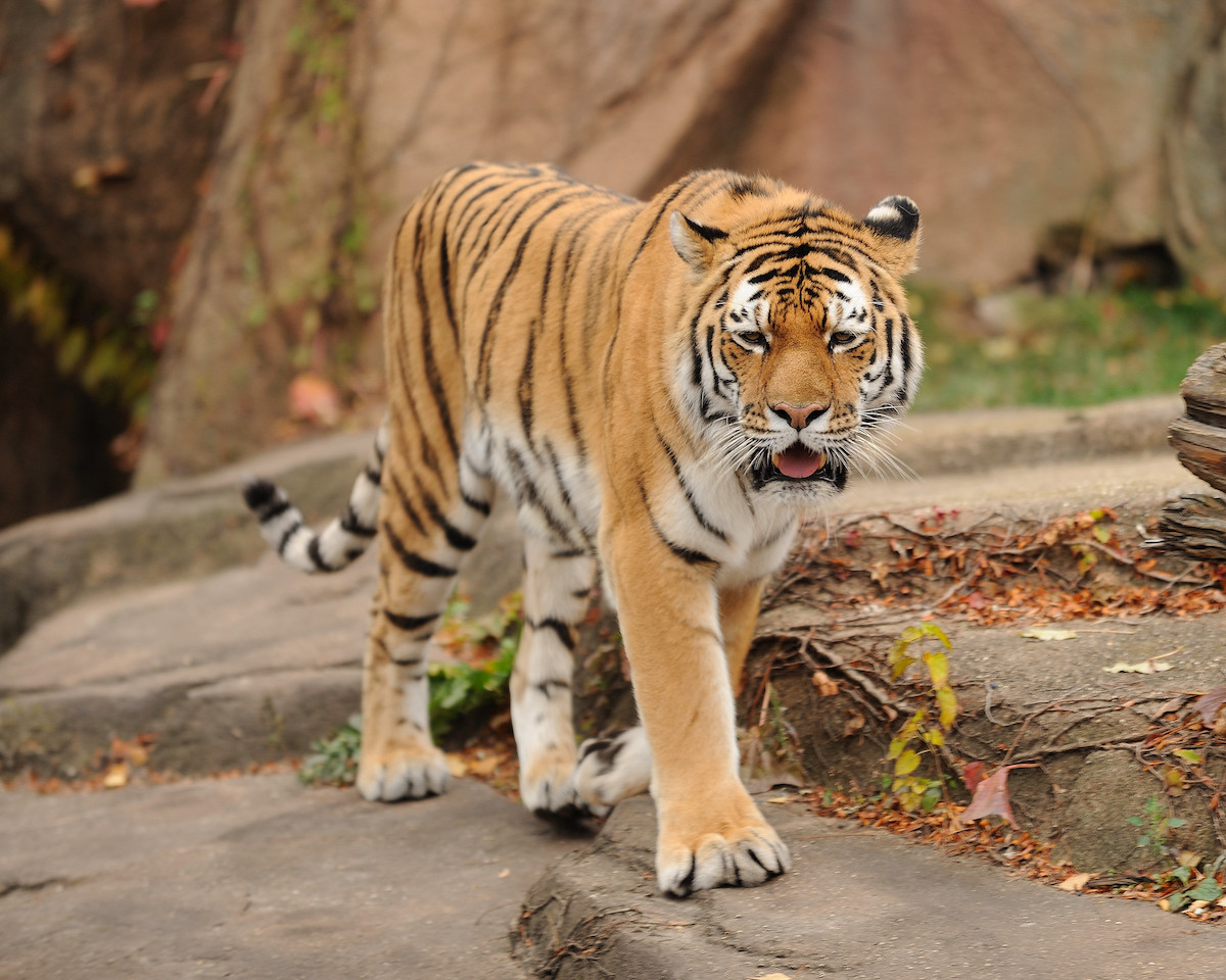 a tiger walks on a rock