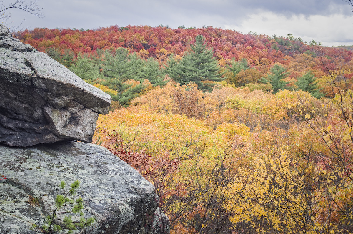 A beautiful landscape of autumn trees colored red, green, and yellow. Grey rocks are in the foreground.