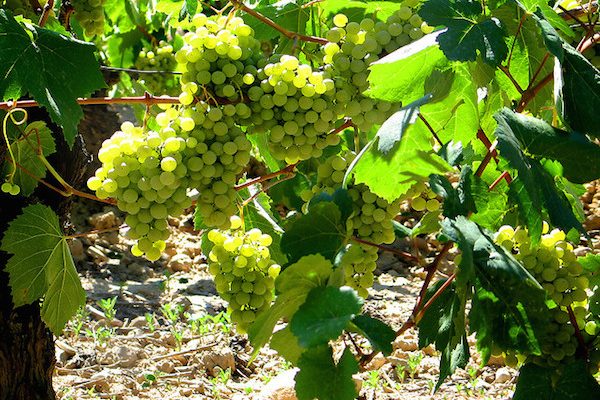 The typical grapes used in cava wine are macabeu, parellada and xarel.lo. The plentiful sun and mild climate of the area makes for a crisp, refreshing and very drinkable sparkling wine!