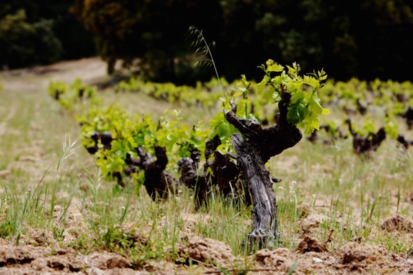 One of our favorite Madrid wineries is historic, beautiful Bernabeleva, a lovely family-run vineyard.