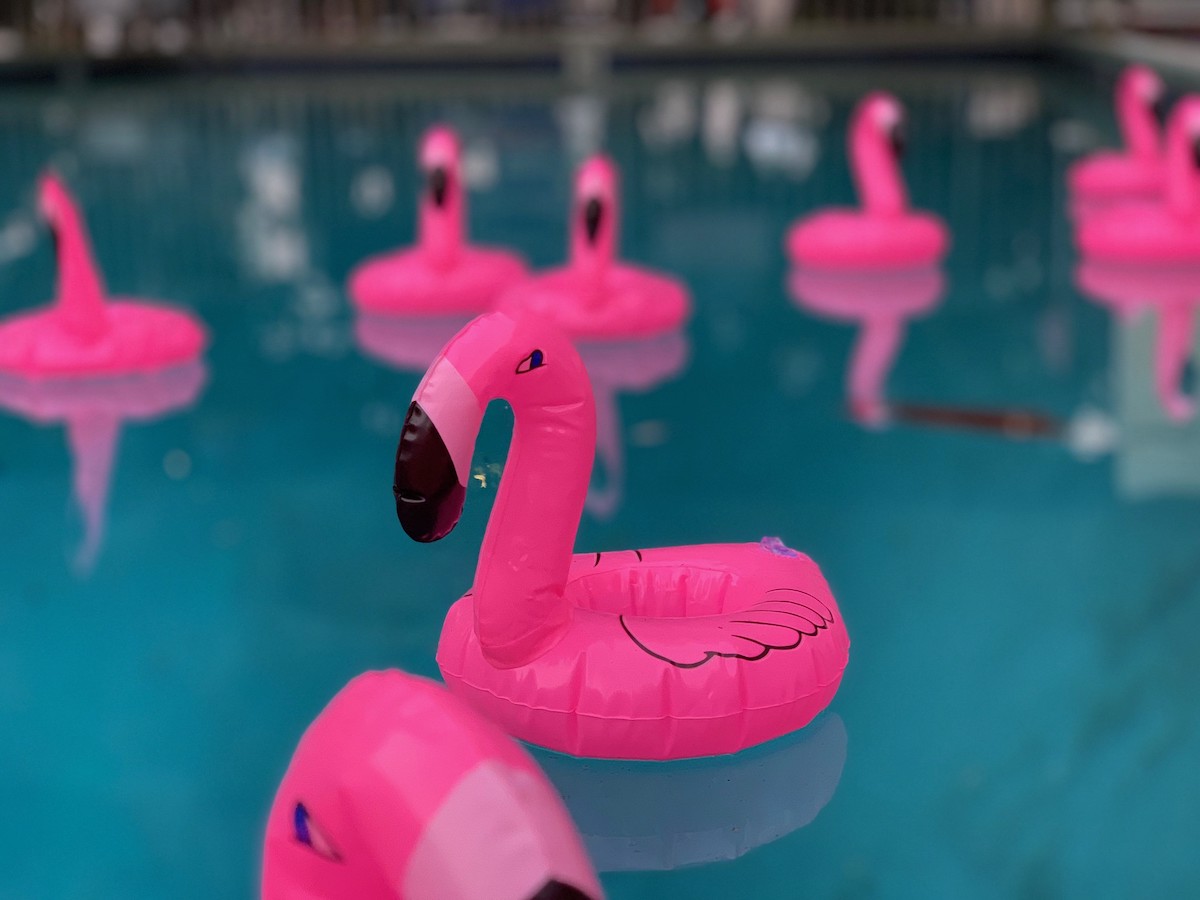 Close up of inflatable pink flamingos float in a swimming pool