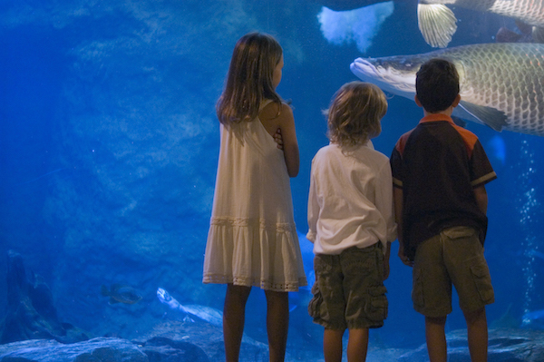 San Sebastian's world class aquarium earns a place in our family friendly guide to San Sebastian!