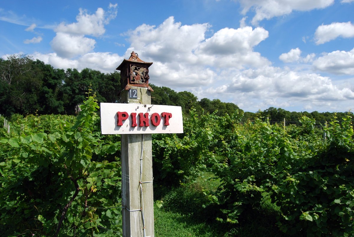 Close up of a wooden pole with a white sign with "Pinot" in red letters with rows of wine grapes in the background