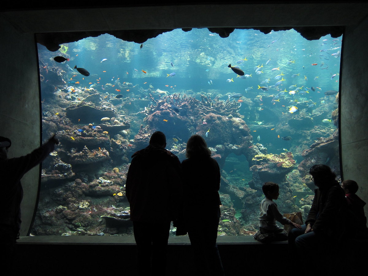 People look through the glass of an aquarium exhibit at the Cal Academy of Sciences in San Francisco.