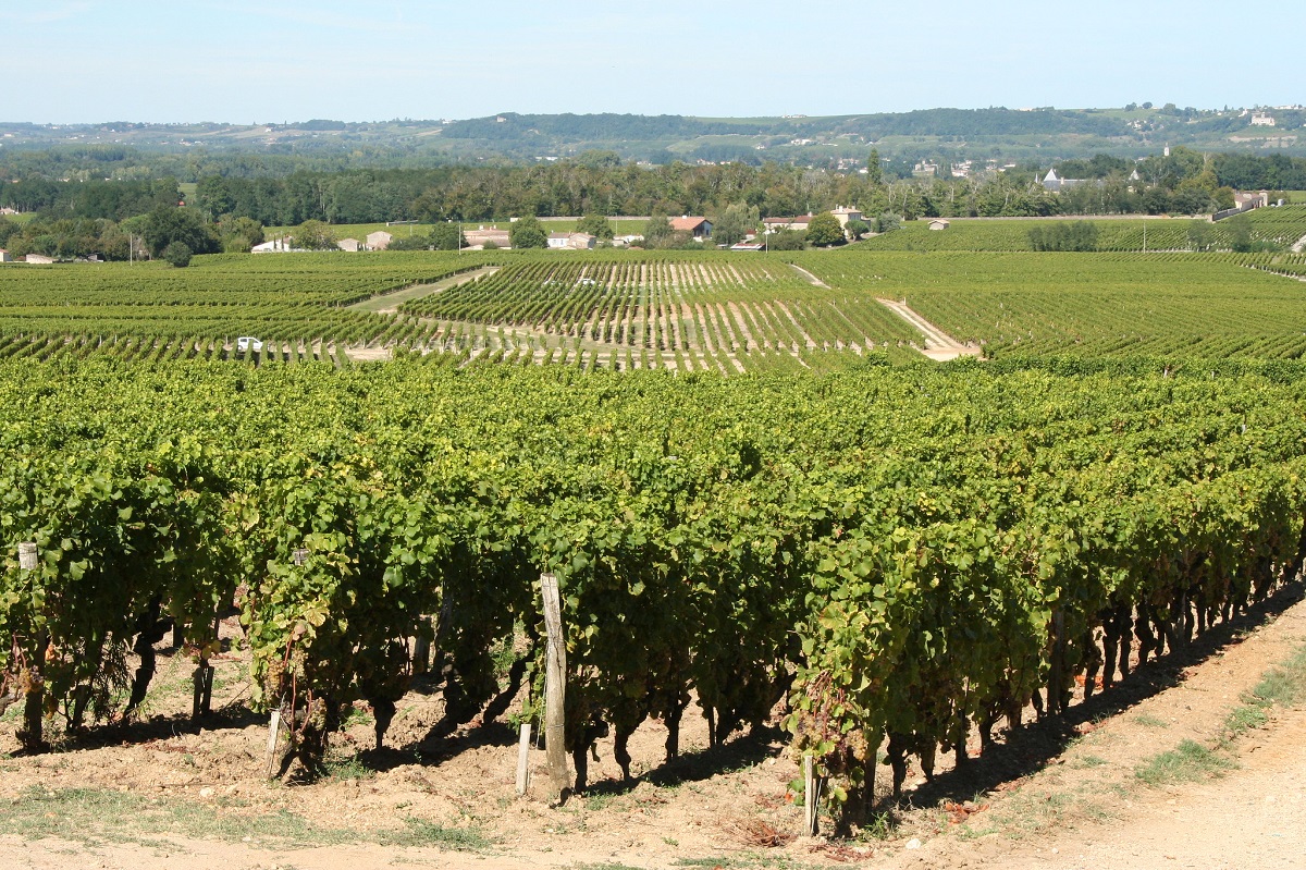 White wine vineyards at Château d’Yquem, Sauternes, Bordeaux