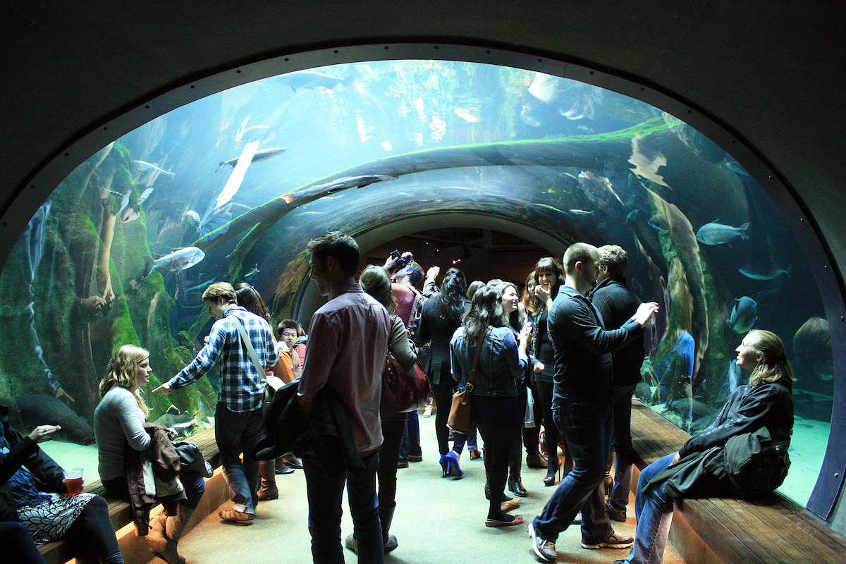 A group of adults enjoy an aquarium dome at the  Kevin Gong California Academy of Sciences
