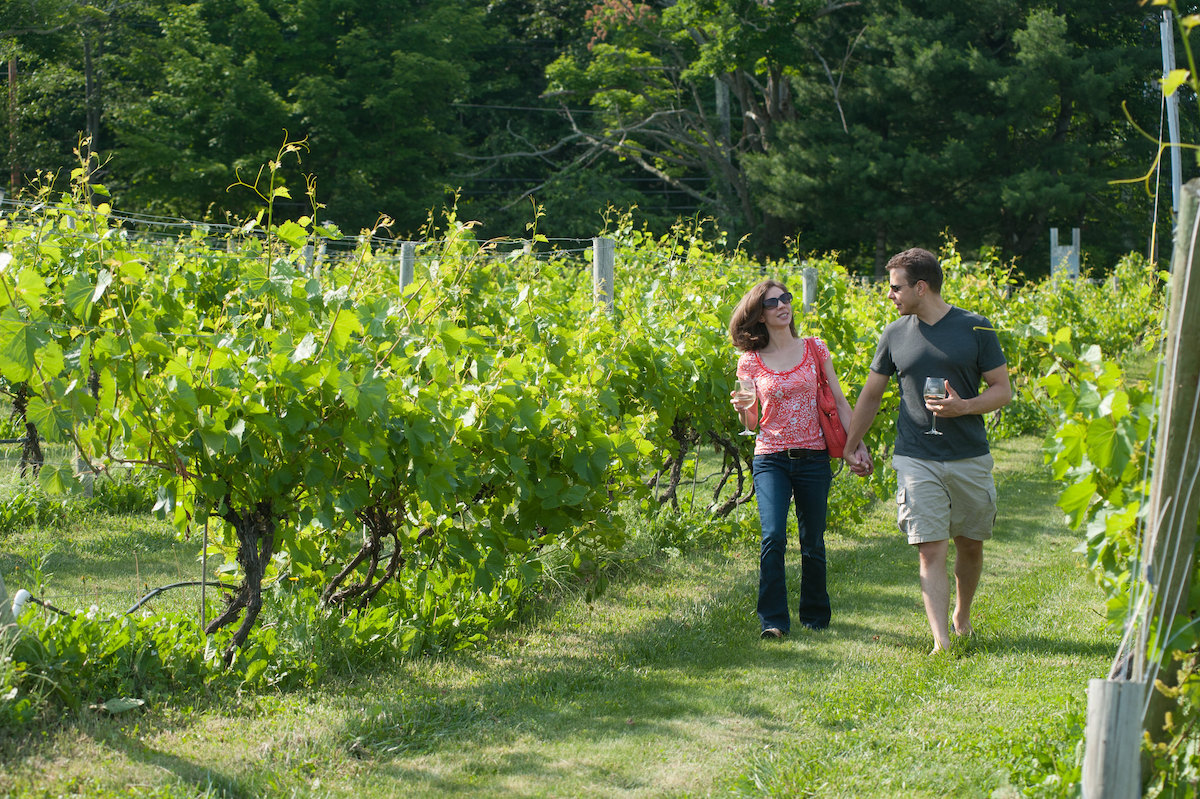 a couple holds hands as they walk through a vineyard in massachusetts