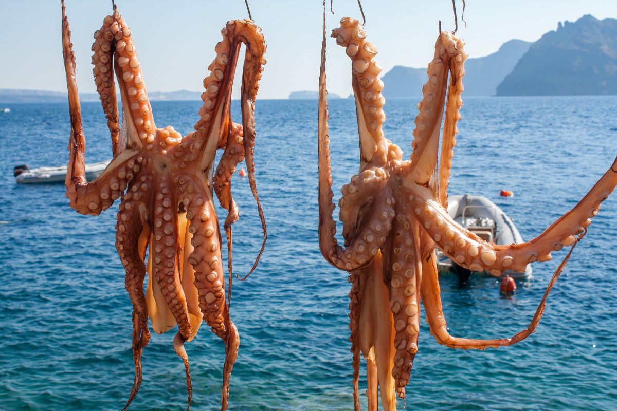 octopus hanging on a line