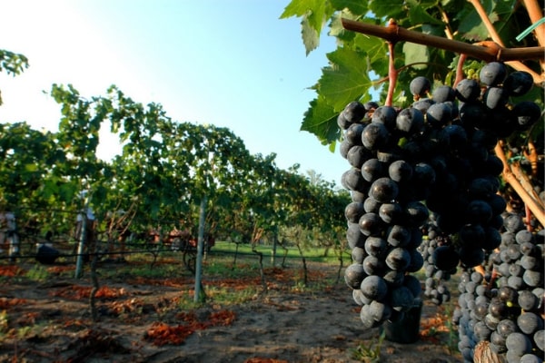 Casale Cento Corvi is one of the most fascinating vineyards near Rome due to its wealth of Etruscan history.