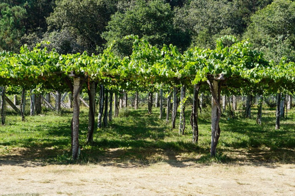The vines you see on certain vineyard tours near San Sebastian are fascninating, containing both the white and red varieties of grapes required for Txakoli wine