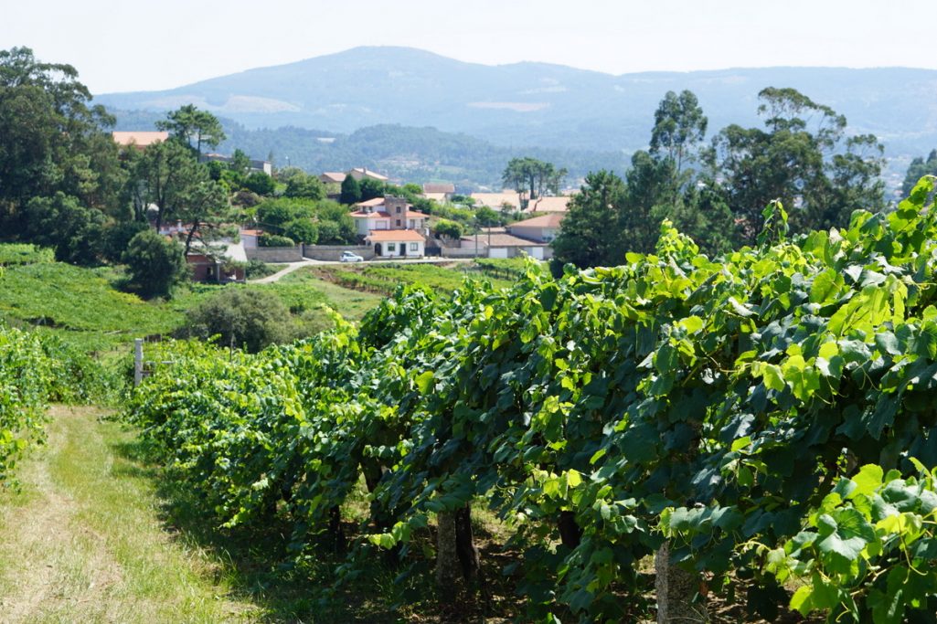 One of the many reasons we love the vineyard tours near San Sebastian is the picturesque countryside you encounter when visiting a bodega