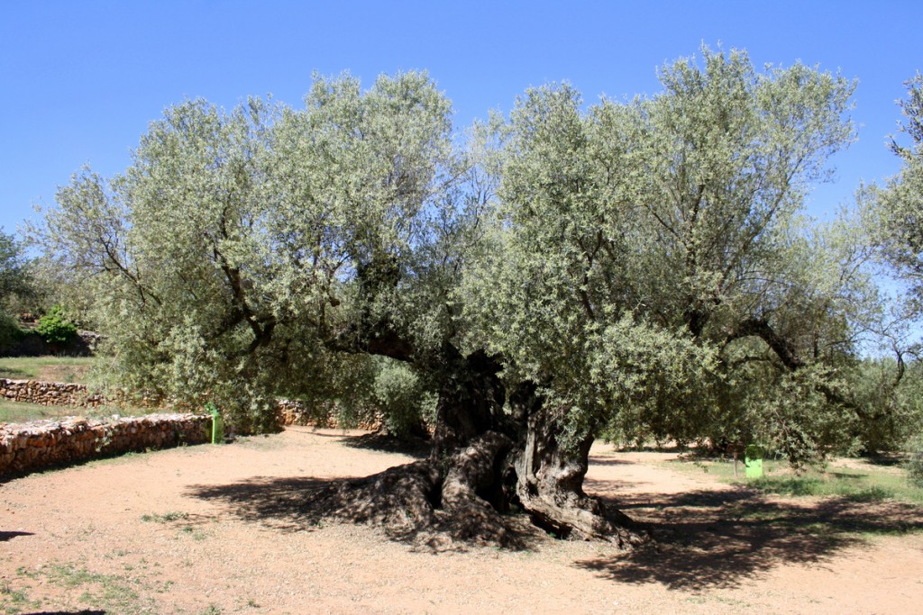 This ancient olive tree is said to be the oldest in Spain, with its twisted branches and worn bark, it oozes history from every branch