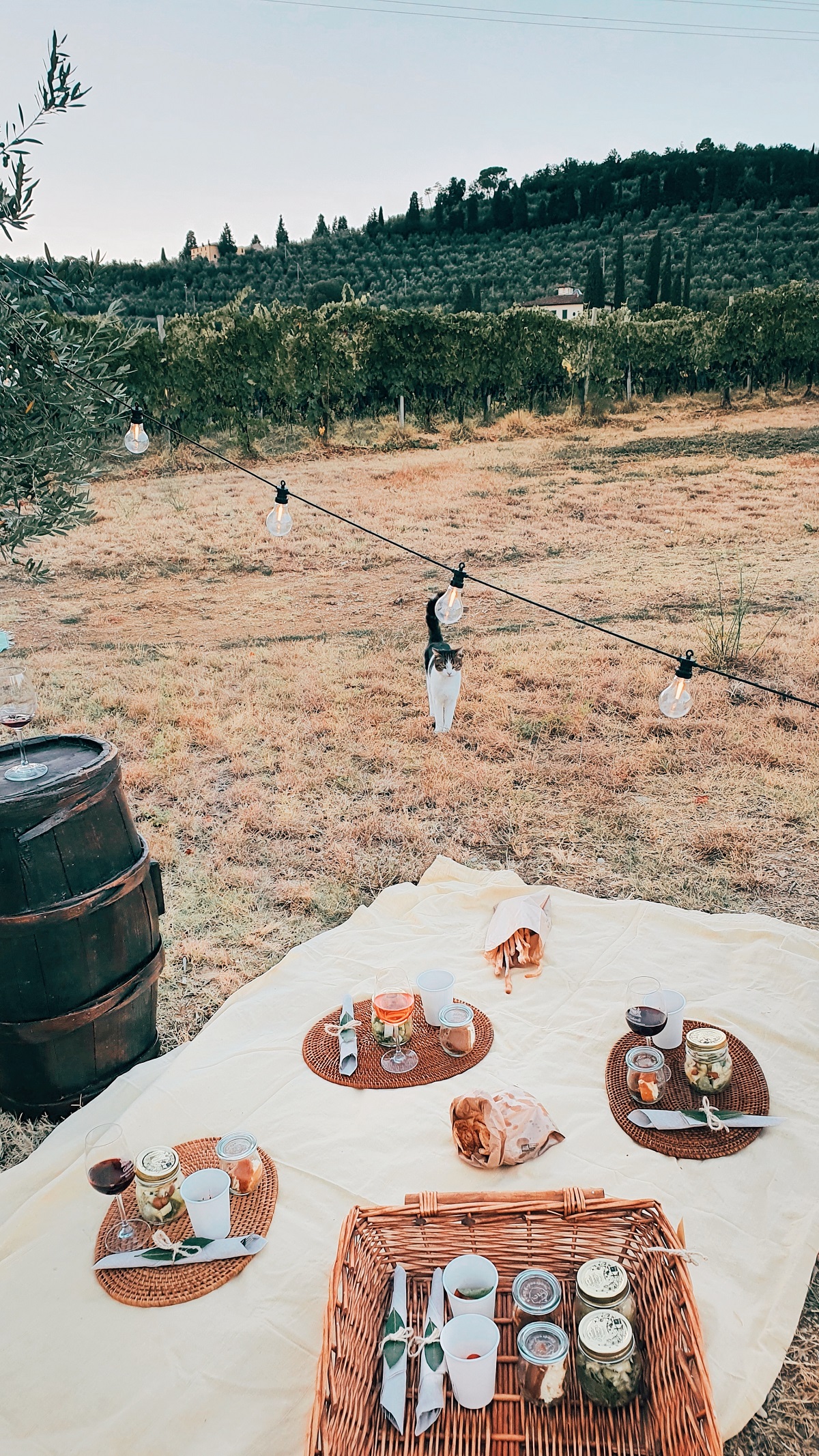 A picnic with wine cask, wine, nibbles, and a cat looking out over a Tuscan vineyard