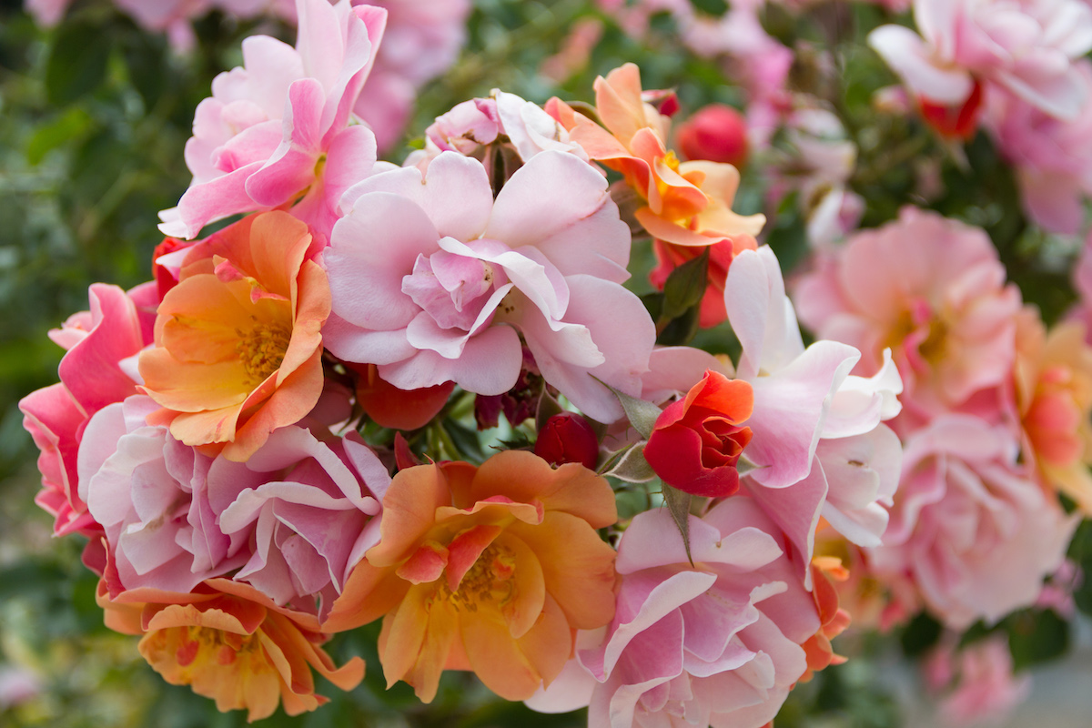 Close up view of pink and orange roses.