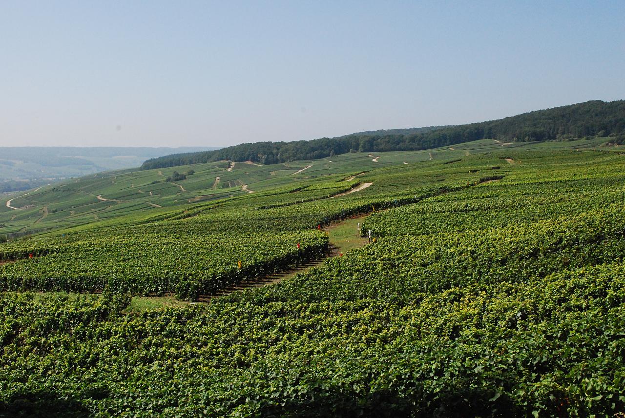 Vineyards of Champagne