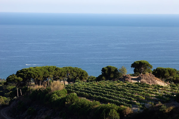 Alella produces some of the best wines to order in Barcelona, but if you prefer to try them straight from the source, join us on our vineyard day trip!