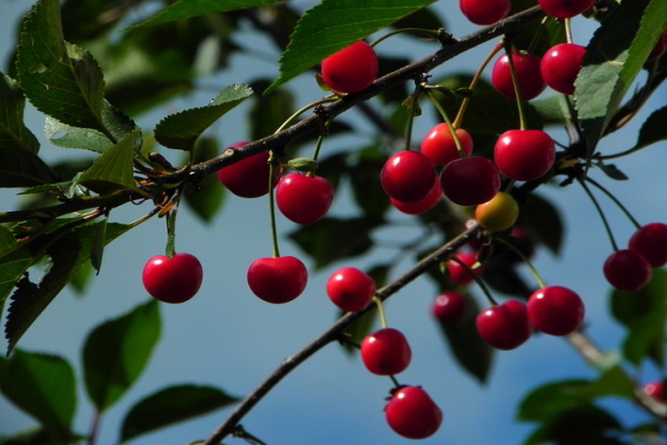 Ginjinha in Lisbon is made from cherries!