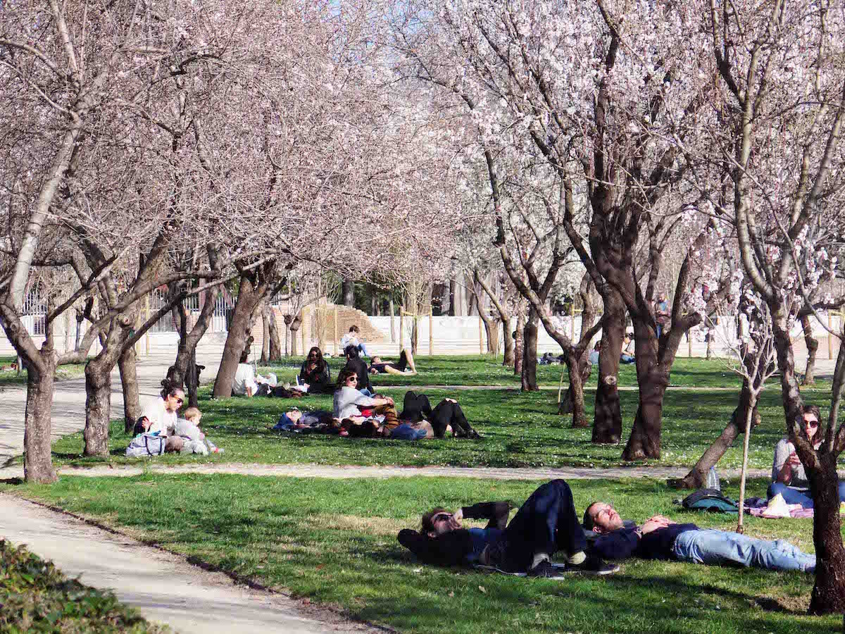 People relaxing under blooming cherry and almond trees in a public park.