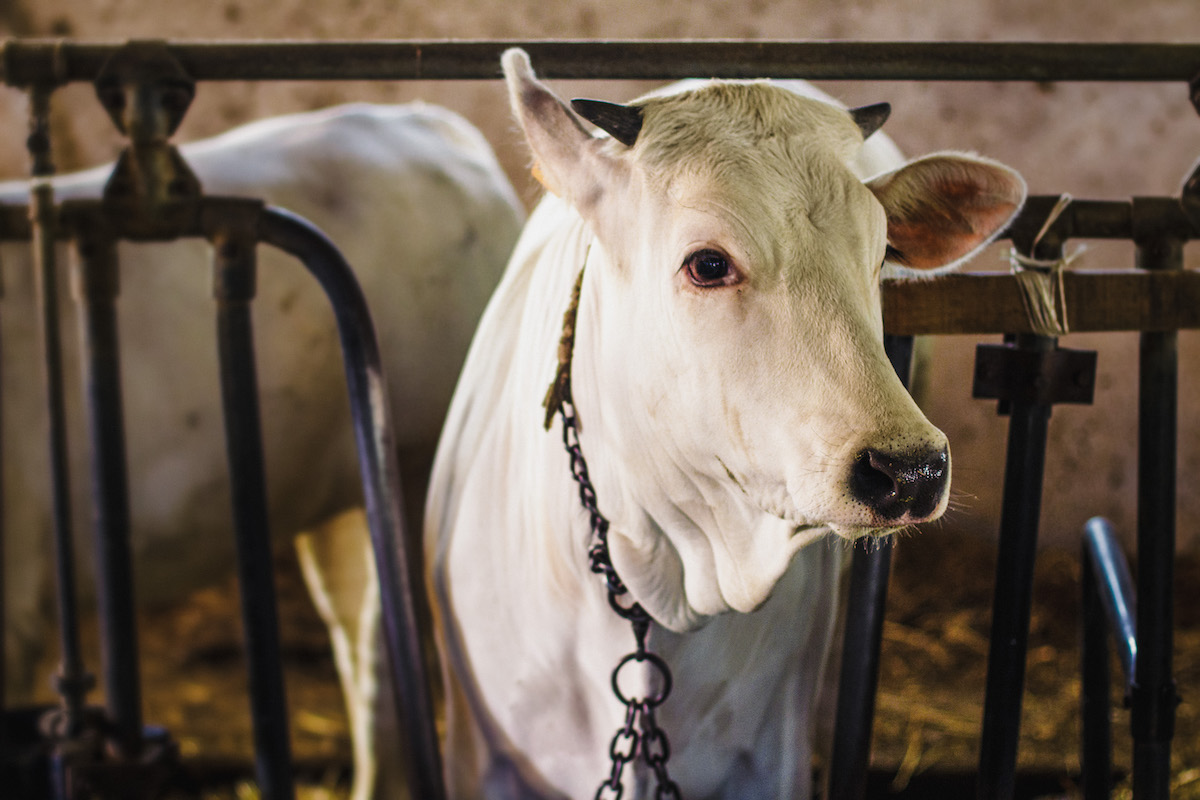 Close up of a white cow