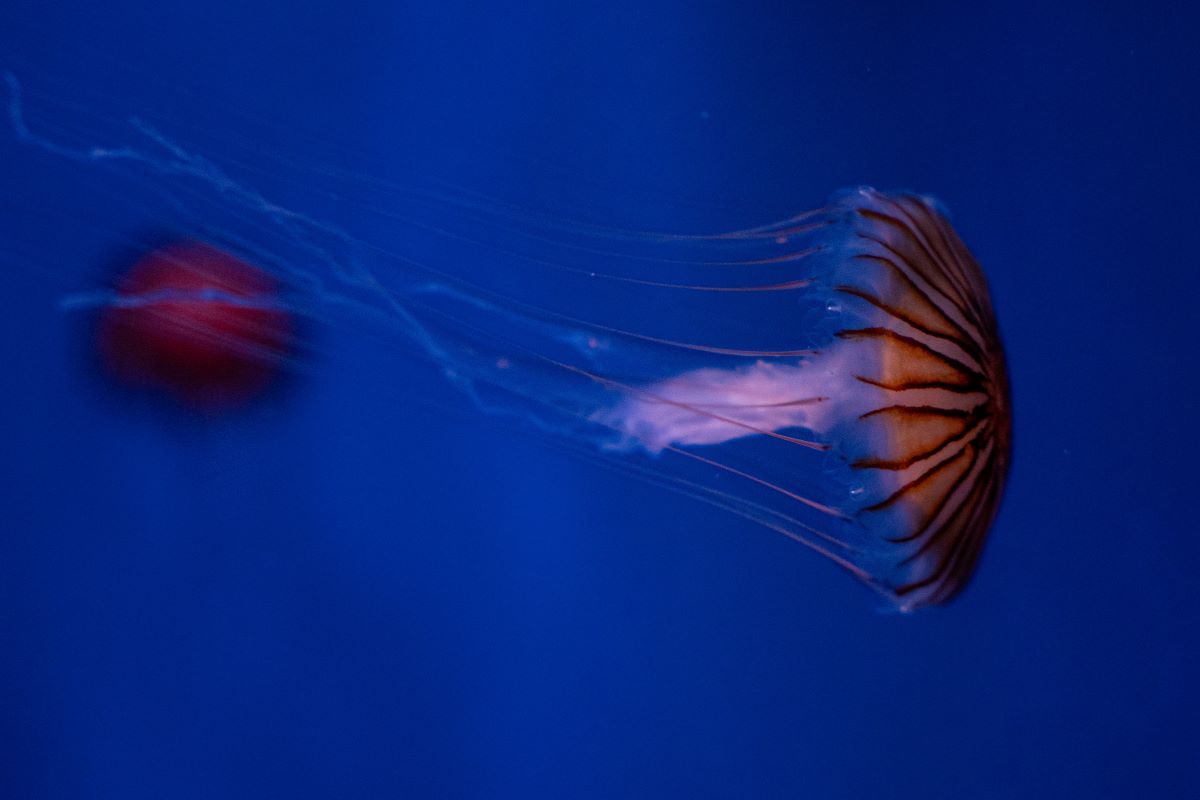 A jellyfish swimming