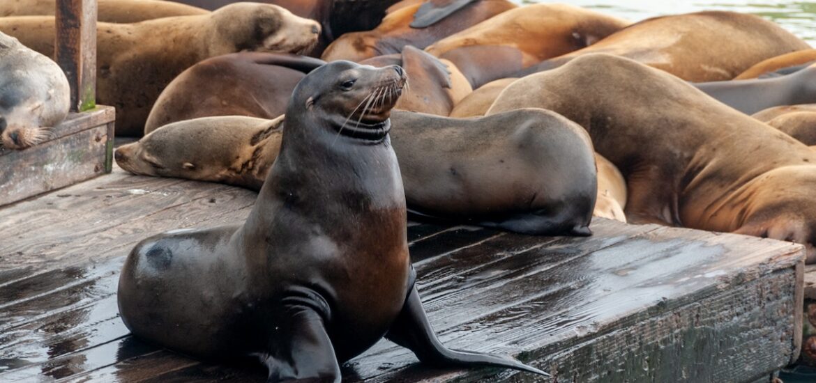 Sea lions lay on a dock taking in the sun on San Francisco's Pier 39