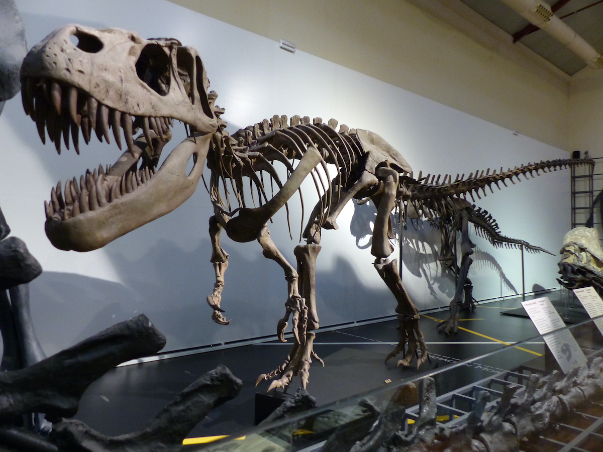 Large dinosaur skeleton on display at the National Museum of Natural Sciences in Madrid