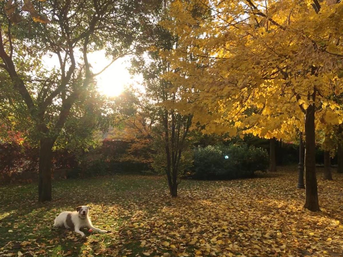 A dog lying in a park beneath orange and yellow trees on a sunny fall day.