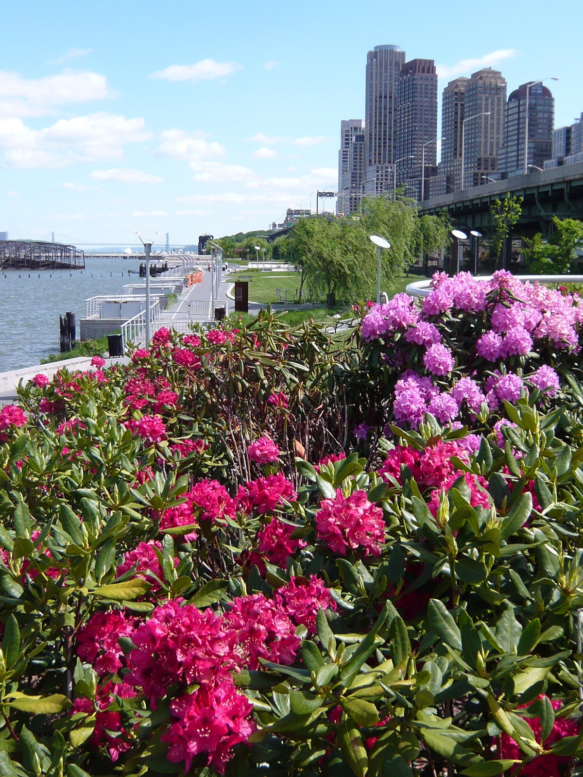 Riverside park, one of the best parks in NYC, filled with flowers and greenery in the summer