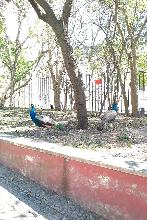 If you're looking for a hidden Lisbon gem, visit Tapada das Necessidades, one of the few Lisbon parks where you can spot peacocks!