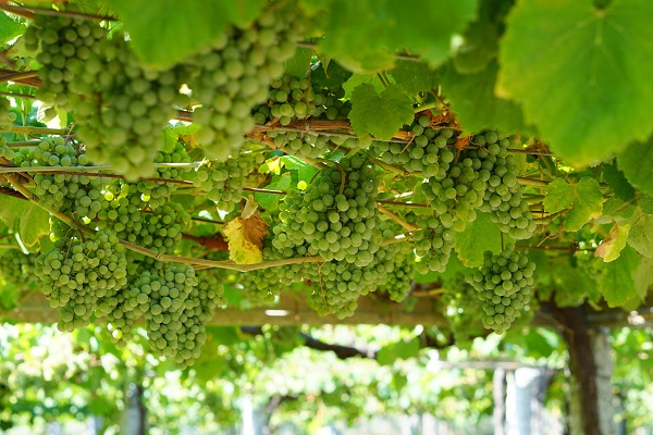 Grapes growing on the vine, getting ready to become wine