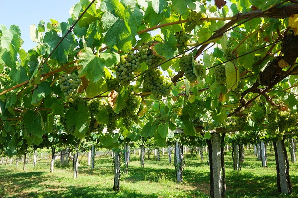 Grapes growing on the vine in Spain, before being harvested.