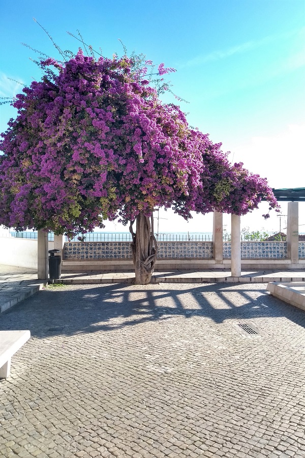 If you're looking for the best Lisbon miradouros, Miradouro de Santa Luzia is definitely worth the visit! Its lonely bougainvillea always looks good in pictures.
