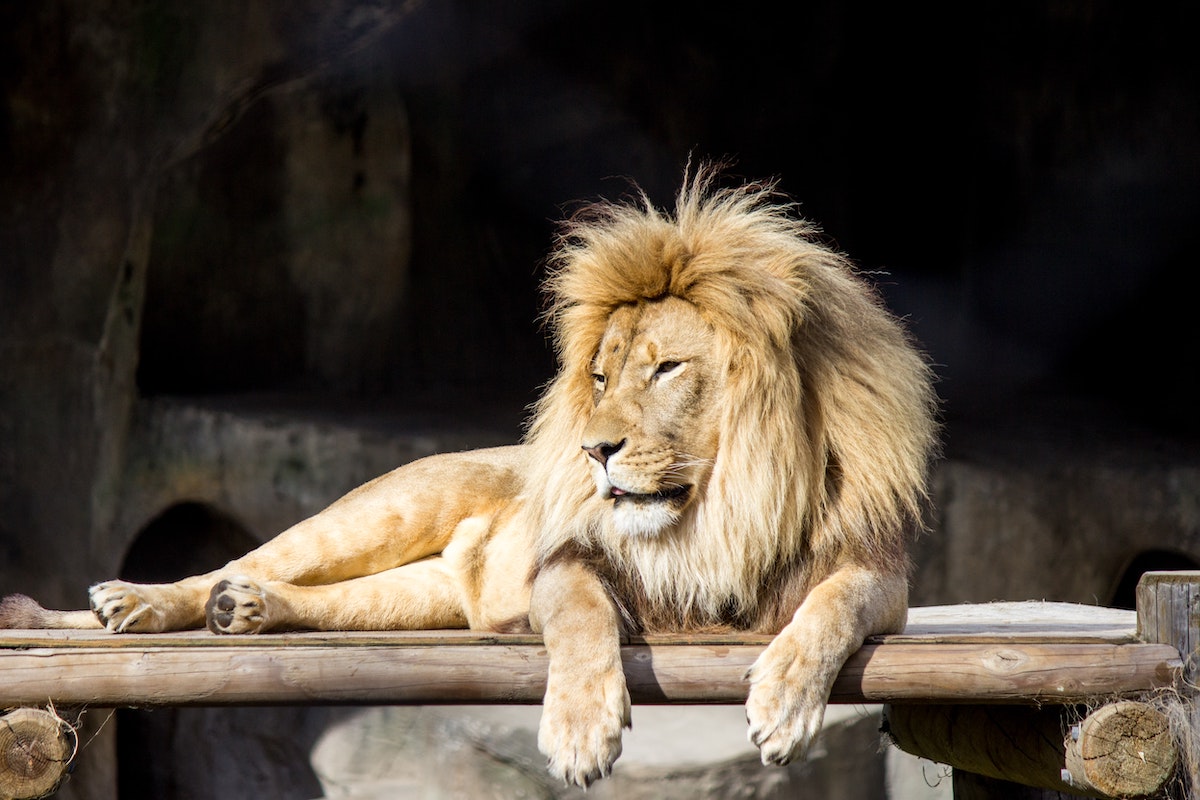 A male lion sits in an enclosure at the San Francisco Zoo