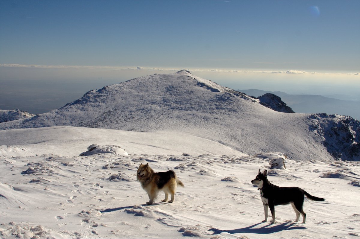 Two husky dogs on a snowy mountain in the winter.