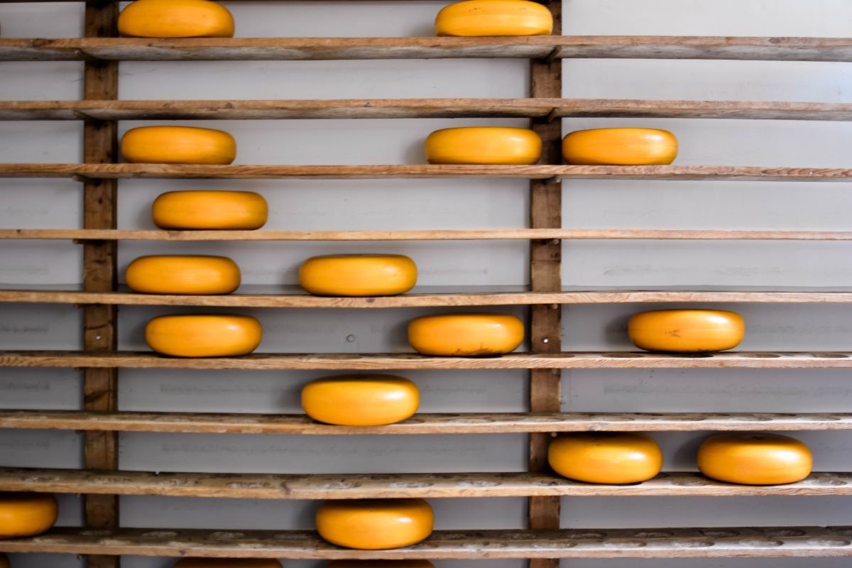 A rack of Gouda cheese