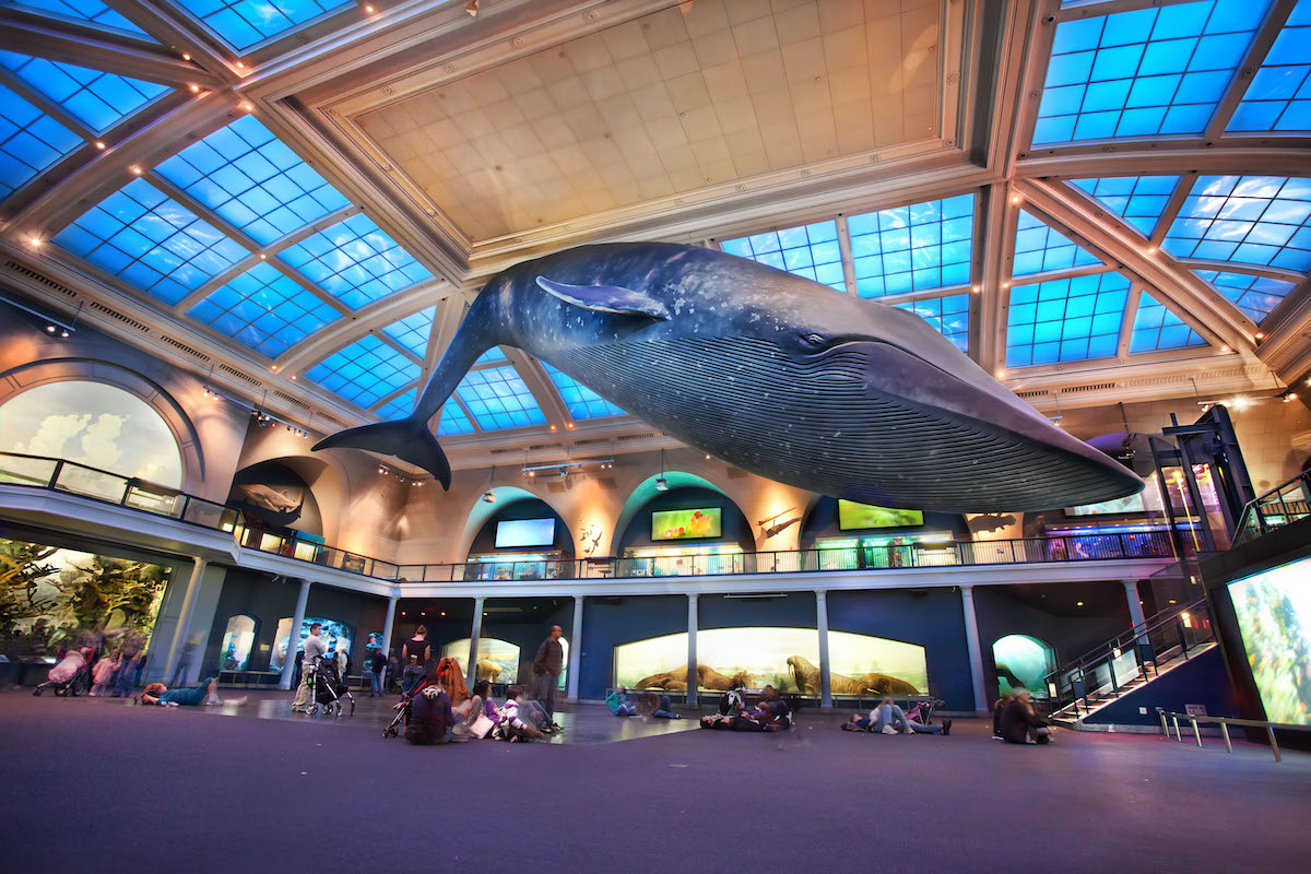Massive blue whale replica suspended over an indoor atrium of a museum.