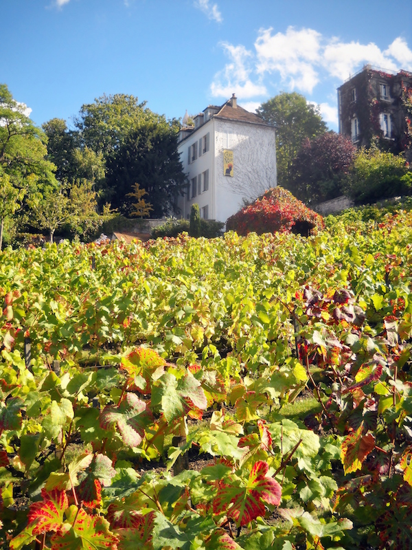 17 MustVisit Wineries Near Paris and How to Get to Them Devour Tours