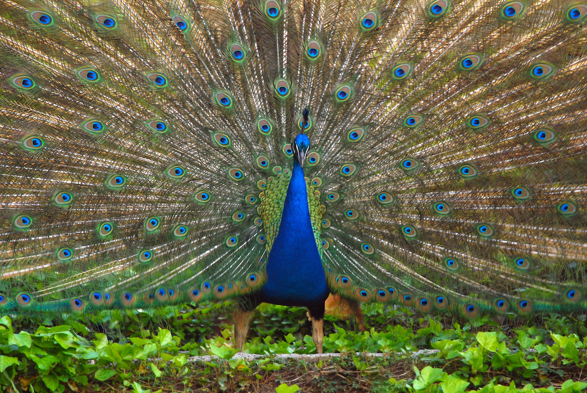 Close up of a blue peacock spreading its feathers.