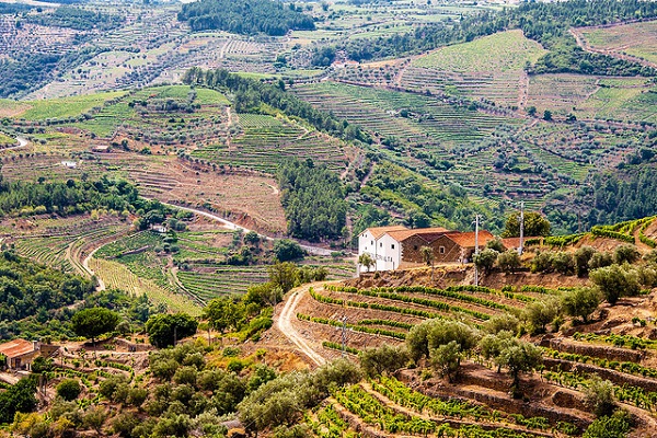 If you want to experience the best Portuguese wine, you must visit the Douro Valley, one of the oldest wine regions in the world!