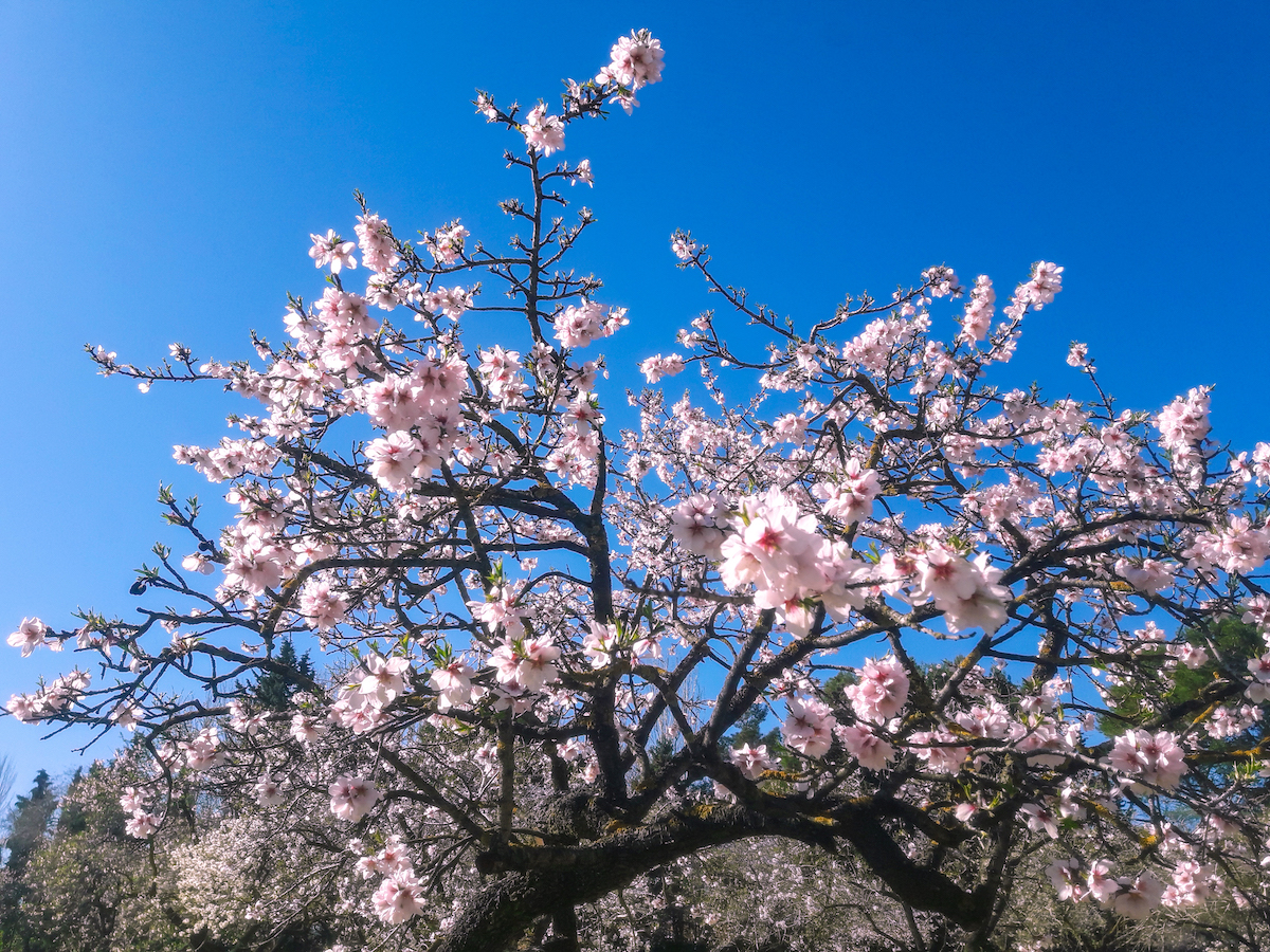 Pale pink almond flowers blooming on a tree against a bright blue sky.