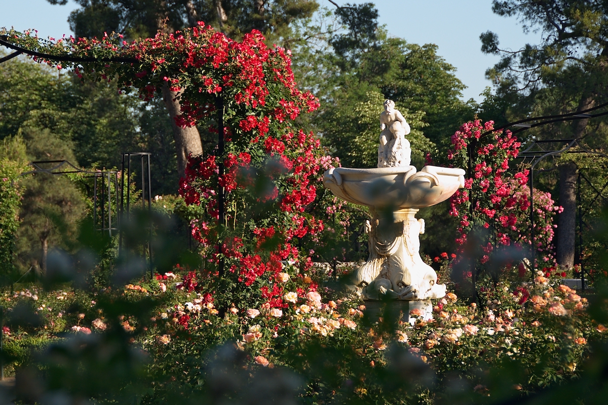 Small stone fountain in a garden surrounded by red and pink roses.