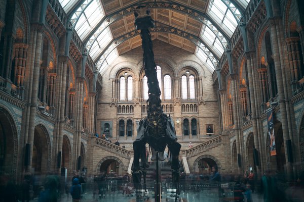 Dinosaur skeleton at London's Natural History Museum